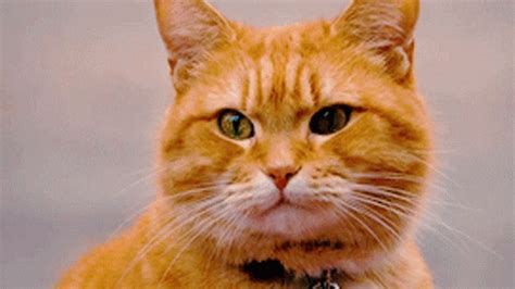 Cat Blinking GIF – Cat Blinking – discover and share GIFs