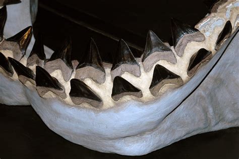 Carcharodon megalodon fossil shark jaw (reconstruction) (l… | Flickr