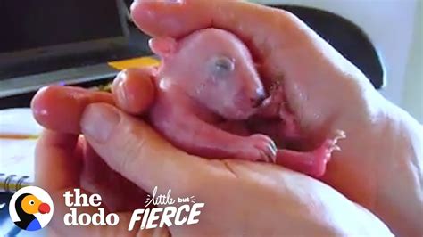 2-Ounce Pink Baby Wombat Grows Up HUGE! | The Dodo Little But Fierce ...