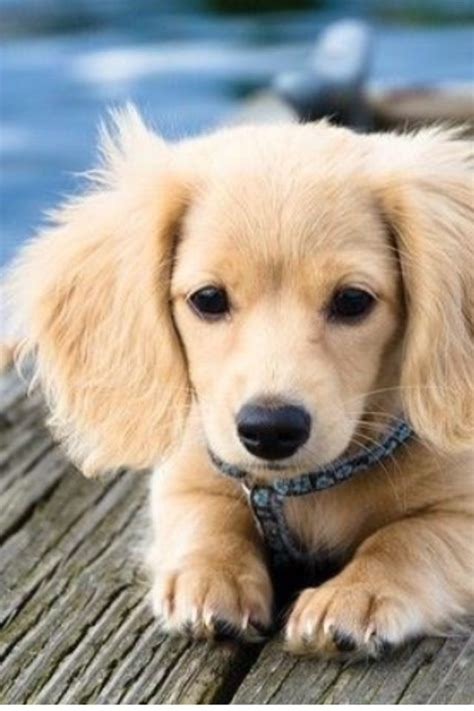 Ultimate Guide to Golden Weiner Dog - BuzzSharer.com