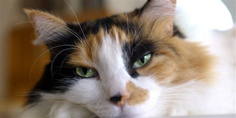 What Calico Cats Can Teach Us About Obesity | HuffPost