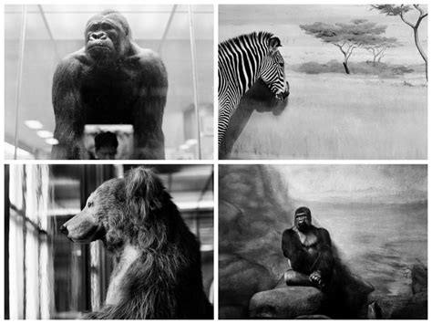 Sad Animals in the Zoo |FREEYORK