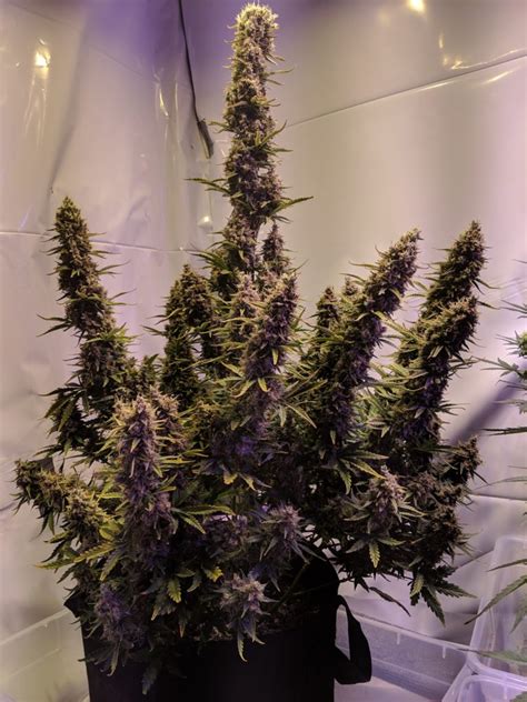 Advanced Seeds Jack Herer Harvest – Auto Flowering