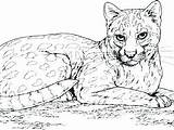 Big Cat Coloring Pages At GetColoringscom  Free Printable Colorings sketch template