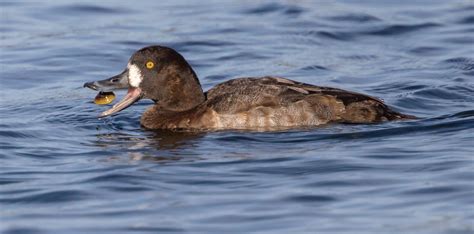 Greater Scaup | San Diego Bird Spot