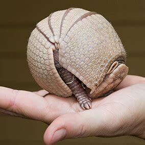 Three-Banded armadillo | San Diego Zoo Wildlife Explorers