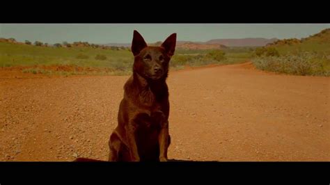 Red Dog True Blue Official Teaser Trailer 1 2016 Jason Isaacs, Levi Miller Movie HD - YouTube