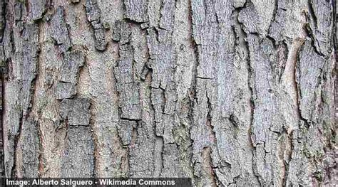 32 Maple Trees: Types, Leaves, Bark - Identification Guide (Pictures)