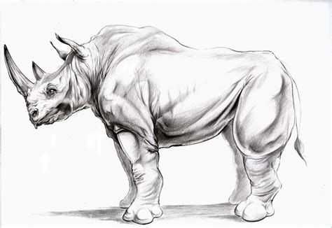 Animal Drawing: Rhino side view | Animal drawings, Animal art, Animal ...