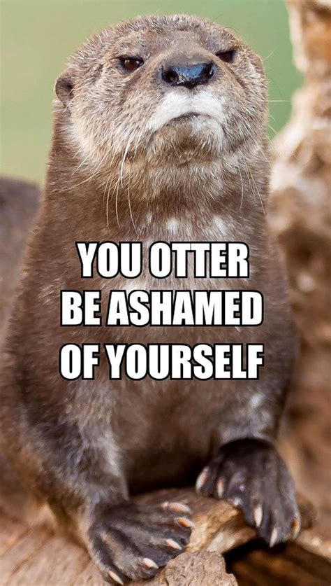 "YOU OTTER BE ASHAMED OF YOURSELF" #Otter #Meme #Comment | Animal ...