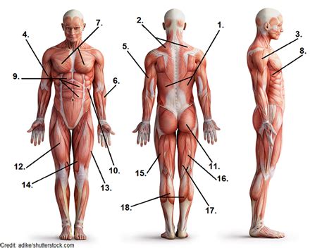 Muscle Anatomy Quiz