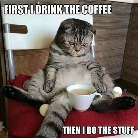 47 Funny Coffee Memes That Will Have You Laughing | Funny good morning memes, Funny animal ...