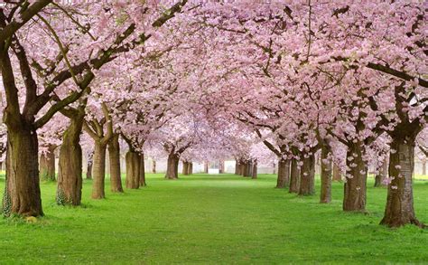 Cherry Blossom Field Wallpaper - KoLPaPer - Awesome Free HD Wallpapers