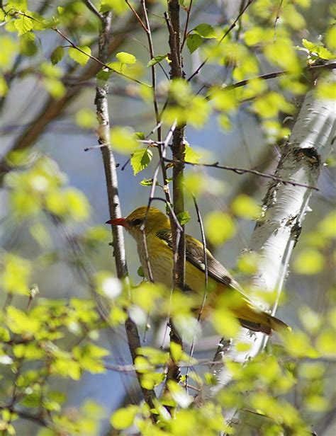 Golden Oriole - female | Flickr - Photo Sharing!