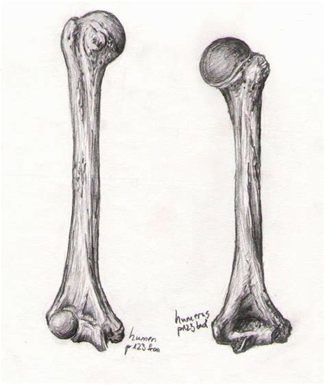 Bone Studies 06 - Humerus by BlackDelphin on DeviantArt | Bone drawing ...