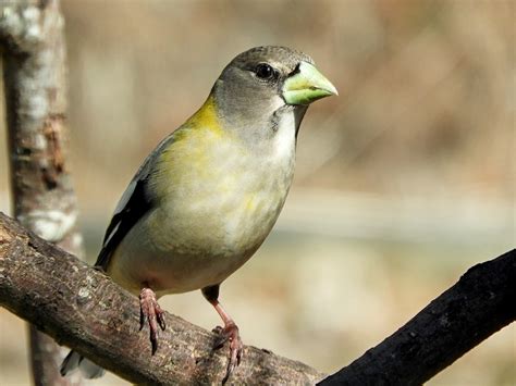 Evening Grosbeak Female | BirdForum