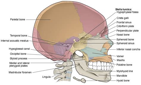 The Skull | Anatomy and Physiology I