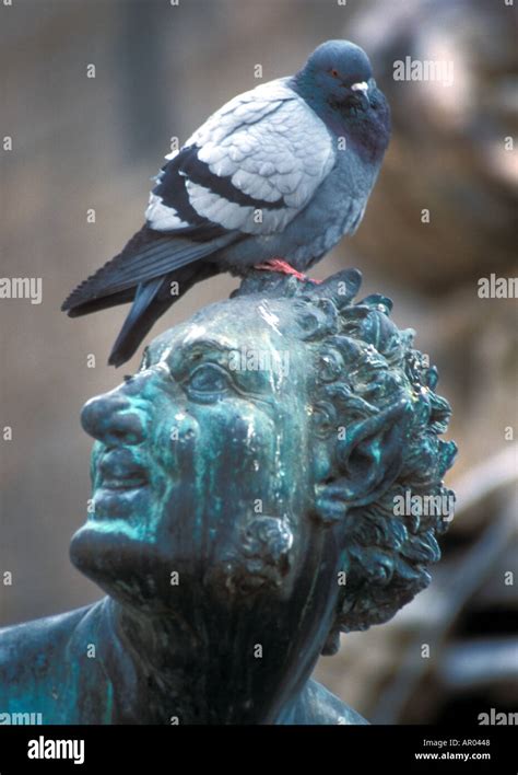 Pigeon on Statue in Florence Italy Stock Photo - Alamy