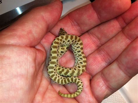 kingsnake.com photo gallery > Hognose Snakes > green hognose 2013