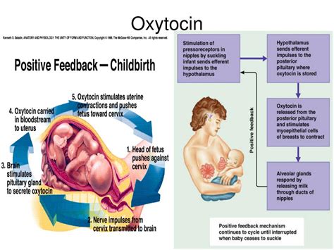 PPT - Introduction to Anatomy and Physiology II Bio 132 PowerPoint Presentation - ID:680924