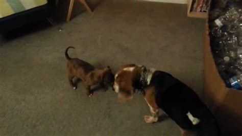 Mastiff Mix Puppy & Beagle at Play - YouTube