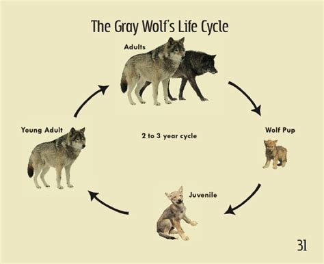 Life cycle - Arctic Foxes