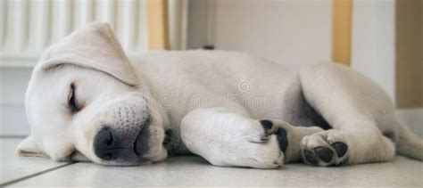 Tired Lab Dog Puppy on the Ground Sleeping Stock Image - Image of beautiful, small: 77413757