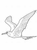 Albatross Coloring Pages Download And Print sketch template