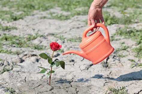 Watering a rose stock photo. Image of leaf, blossom, arid - 25306450