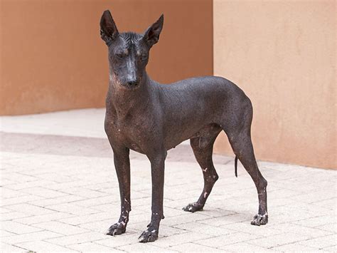 Peruvian Inca Orchid Dog Breed Information American Kennel Club ...