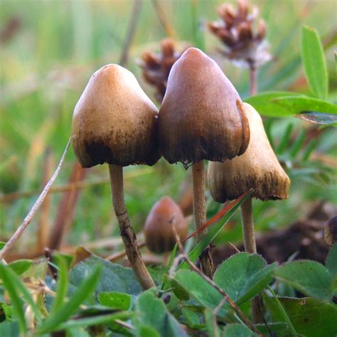 Psilocybin mushroom - Wikipedia