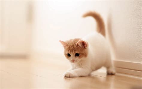 Full HD Wallpapers Of Cute Cats For Dell Laptop - Wallpaper Cave