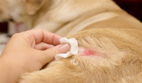 4 Best Dog Ringworm Treatment Home Remedies and Their Safety