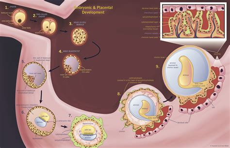 Fertilization Process Pregnancy