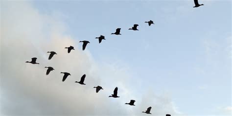 Here's Why Birds Fly In A 'V' Formation | HuffPost