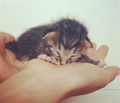 Rescue Tabby Kitten Finds Saving Grace - Love Meow