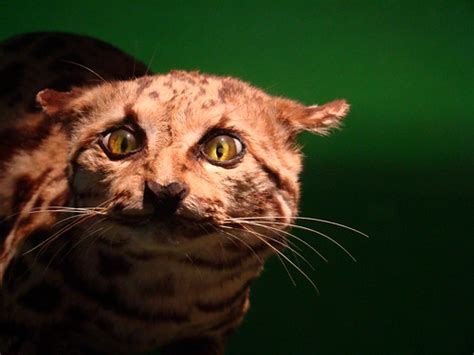 cat eyes | Harvard Museum of Natural History. Harvard Univer… | Flickr