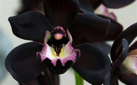 Black Orchid - an Original Short Story by Blank Page Down