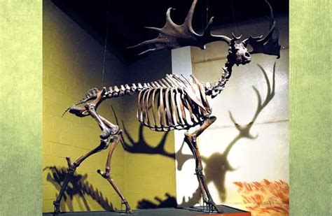 Irish Elk - Description, Habitat, Image, Diet, and Interesting Facts