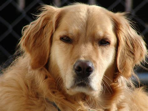 Man writes heart-breaking post asking how he can hide his depression from his dog | IBTimes UK