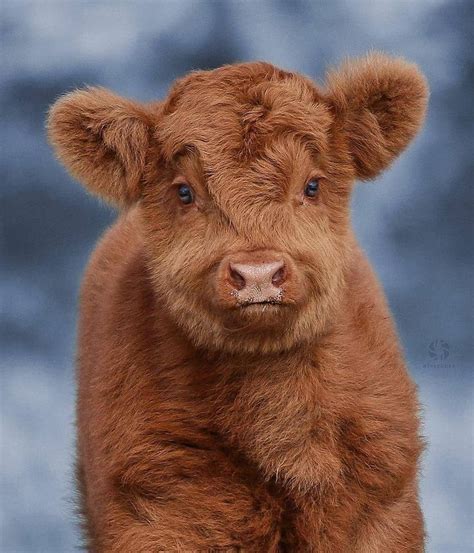 a brown cow with blue eyes standing in front of a gray background and looking at the camera