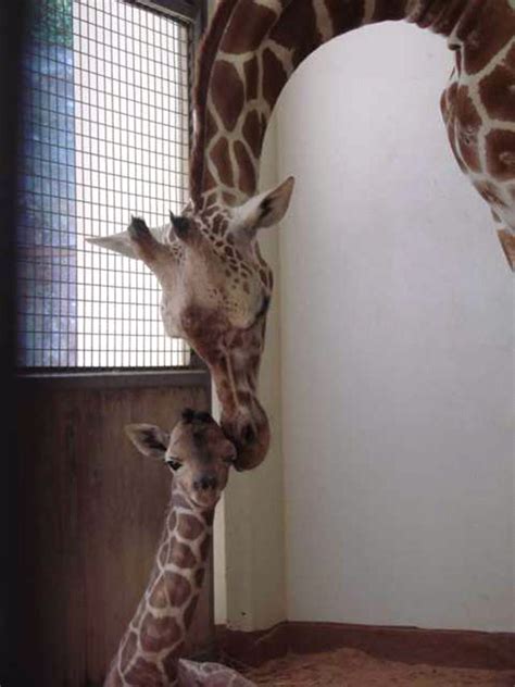 North Carolina Zoo | Zoo, Baby giraffe