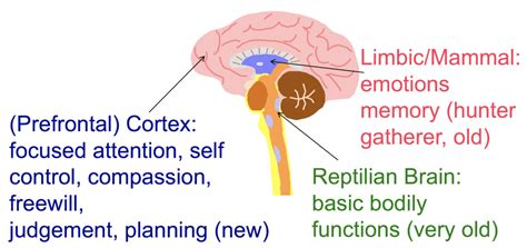 Brain basics tour of three brains in one | Reward Foundation