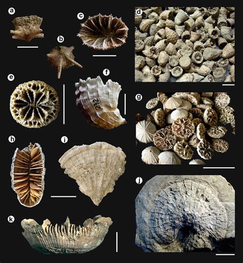 5 Fossil examples of Miocene to Pleistocene scleractinian corals ...