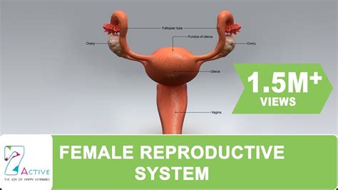 The Female Reproductive System of Human - YouTube