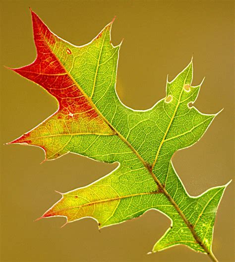 Pin Oak Leaf Photograph by Brian Mollenkopf