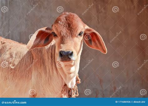 Calf Of Indian Sacred Humpback Cow Zebu In The Meadow Royalty-Free ...