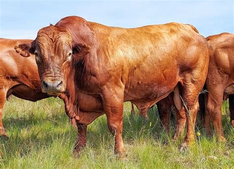 Beefmaster Cattle Breed: Facts, Uses, Origin, Pictures ...