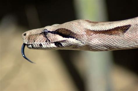 Huge boa constrictor found slithering in undergrowth right next to River Thames | Nature | News ...