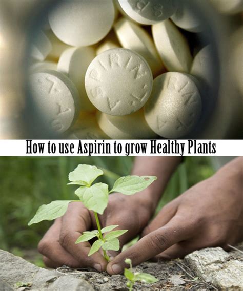 Aspirin tablets can be used to grow healthy and productive plants. Here ...